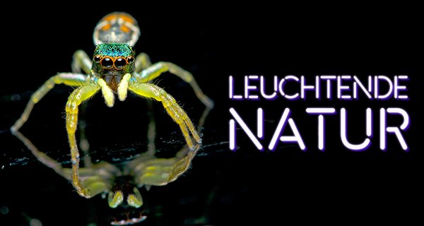 Leuchtende Natur – Bild: ARTE/ZED/AdobeStock