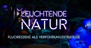 Leuchtende Natur