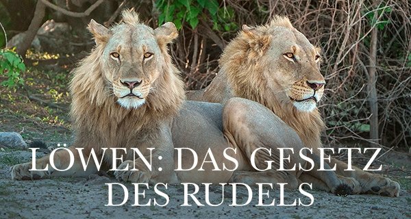 Löwen: Das Gesetz des Rudels – Bild: Love Nature Löwen: Das Gesetz des Rudels – Bild: Love Nature
