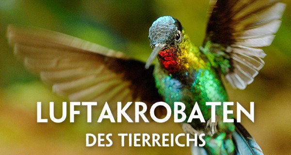 Luftakrobaten des Tierreichs – Bild: Humble Bee Films Luftakrobaten des Tierreichs – Bild: Humble Bee Films