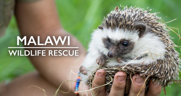 Malawi Wildlife-Rescue – Bild: Icon Films/Smithsonian Channel