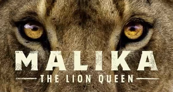Malika: Die Königin der Löwen – Bild: FOX/Plimsoll Productions Malika: Die Königin der Löwen – Bild: FOX/Plimsoll Productions