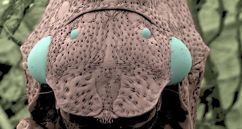 Mini-Monster in Amazonien – Bild: ARTE F / © Thierry Berrod-Mona Lisa Mini-Monster in Amazonien – Bild: ARTE F / © Thierry Berrod-Mona Lisa