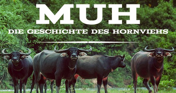 Muh! Die Geschichte des Hornviehs – Bild: Grand Angle Production
