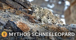 Mythos Schneeleopard