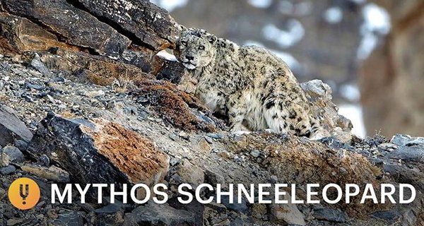 Mythos Schneeleopard – Bild: Bedi Films Mythos Schneeleopard – Bild: Bedi Films