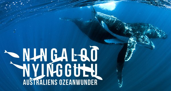 Ningaloo: Australiens Ozeanwunder – Bild: Love Nature Ningaloo: Australiens Ozeanwunder – Bild: Love Nature