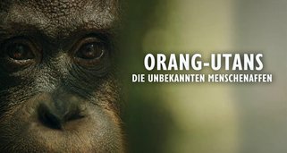 Orang-Utans – Borneos Waldmenschen Orang-Utans – Borneos Waldmenschen