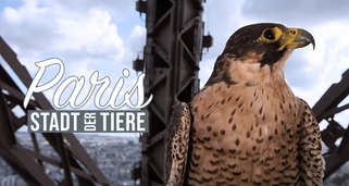 Paris – Stadt der Tiere
