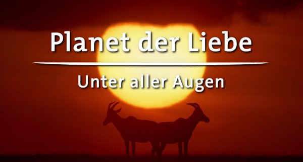 Planet der Liebe – Bild: NDR/Doclights Naturfilm/Silverback Films Planet der Liebe – Bild: NDR/Doclights Naturfilm/Silverback Films