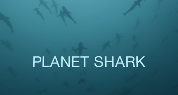Planet Hai – Bild: Big Wave Productions/National Geographic/Love Nature Planet Hai – Bild: Big Wave Productions/National Geographic/Love Nature