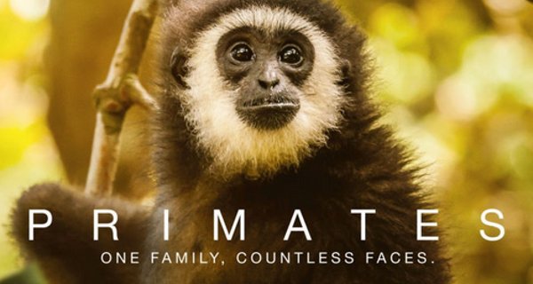 Primaten – Bild: THIRTEEN Productions LLC/BBC/PBS Primaten – Bild: THIRTEEN Productions LLC/BBC/PBS
