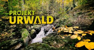 Projekt Urwald: Das umkämpfte Paradies