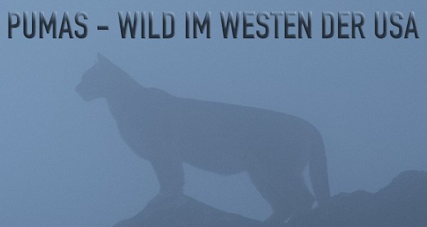 Pumas – Wild im Westen der USA – Bild: Vision Hawk Films
