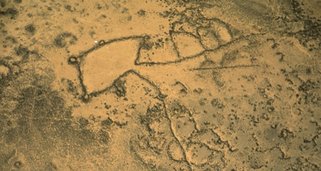 Rätselhafte Wüstendrachen Rätselhafte Wüstendrachen