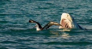 Raubtiere – Die geborenen Jäger