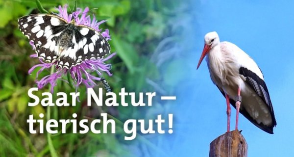 Saar Natur – Bild: SR Saar Natur – Bild: SR