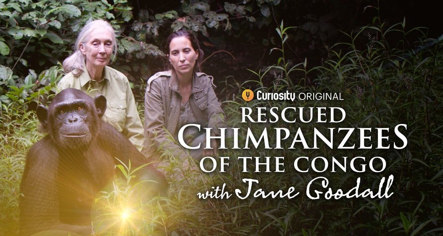 Schimpansen im Kongo mit Jane Goodall – Bild: CuriosityStream/JGI/Fernando Turmo Schimpansen im Kongo mit Jane Goodall – Bild: CuriosityStream/JGI/Fernando Turmo