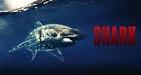 Sharks - Gefürchtete Räuber – Bild: Channel 5 / Crackit Productions / GroupM Motion Entertainment.