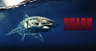 Sharks – Gefürchtete Räuber