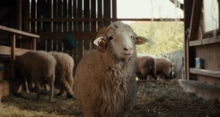 Sheep Sheep
