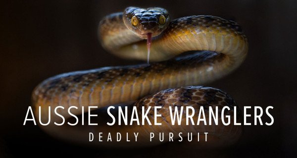 Snake Security – Schlangenjagd in Australien – Bild: Breakout Productions