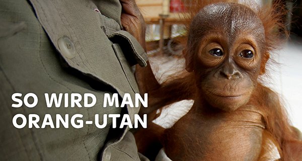 So wird man Orang-Utan – Bild: Sky/Love Nature