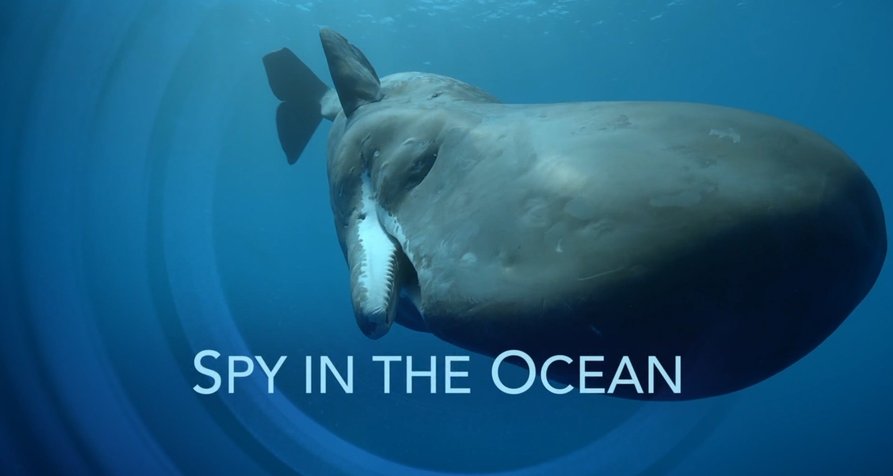Spione im Ozean – Bild: BBC/John Downer Productions Ltd. Spione im Ozean – Bild: BBC/John Downer Productions Ltd.