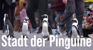 Stadt der Pinguine