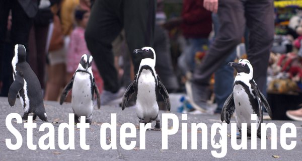 Stadt der Pinguine – Bild: Netflix Stadt der Pinguine – Bild: Netflix