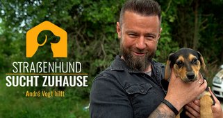 Straßenhund sucht Zuhause