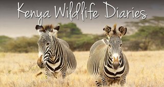 Tagebuch der Wildnis in Kenia