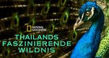 Thailands faszinierende Wildnis – Bild: National Geographic