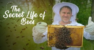 The Secret Life of Bees The Secret Life of Bees