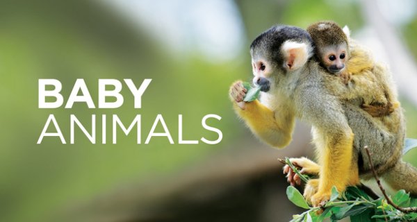 Tierbabys – Bild: Smithsonian Channel
