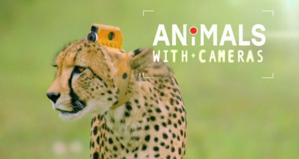 Tiere hinter der Kamera – Bild: BBC/PBS/Thirteen Productions Tiere hinter der Kamera – Bild: BBC/PBS/Thirteen Productions