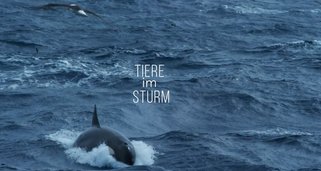 Tiere im Sturm