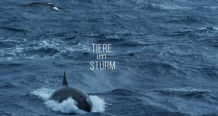Tiere im Sturm – Bild: arte / Saint Thomas Productions Tiere im Sturm – Bild: arte / Saint Thomas Productions
