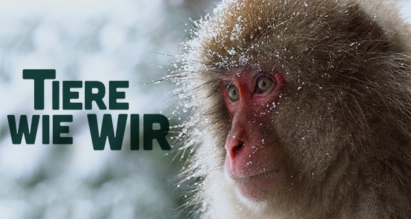 Tiere wie wir – Bild: Love Nature Tiere wie wir – Bild: Love Nature