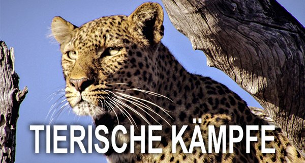 Tierische Kämpfe – Bild: arte/Álvaro Mendoza Tierische Kämpfe – Bild: arte/Álvaro Mendoza