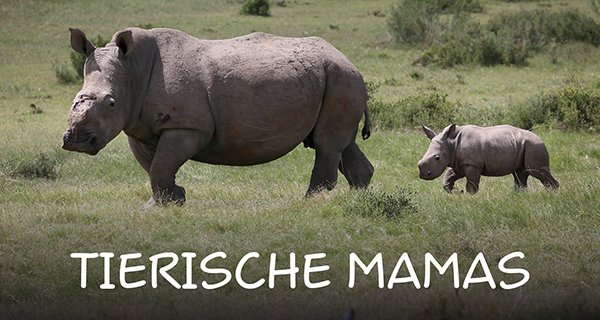 Tierische Mamas – Bild: Oxford Scientific Films Tierische Mamas – Bild: Oxford Scientific Films