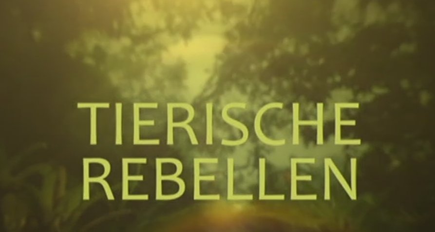 Tierische Rebellen – Bild: BBC Studios Tierische Rebellen – Bild: BBC Studios
