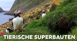 Tierische Superbauten – Bild: ZDF/Michael Male
