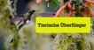 Tierische Überflieger – Bild: ZDF/Off the Fence Tierische Überflieger – Bild: ZDF/Off the Fence