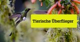 Tierische Überflieger – Bild: ZDF/Off the Fence