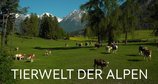 Tierwelt der Alpen – Bild: ORF/Hans Jöchler