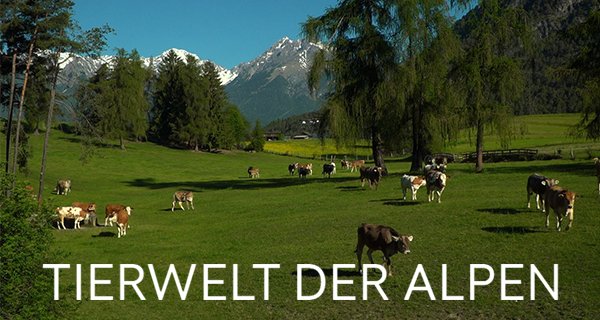 Tierwelt der Alpen – Bild: ORF/Hans Jöchler