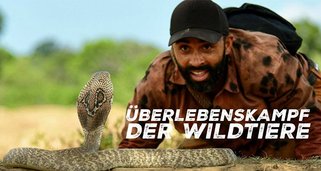 Überlebenskampf der Wildtiere