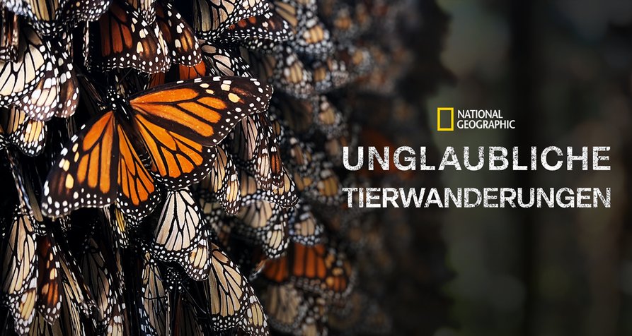 Unglaubliche Tierwanderungen – Bild: National Geographic Wild Unglaubliche Tierwanderungen – Bild: National Geographic Wild