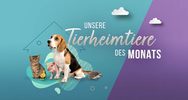 Unsere Tierheimtiere des Monats – Bild: Sat.1 Gold Unsere Tierheimtiere des Monats – Bild: Sat.1 Gold